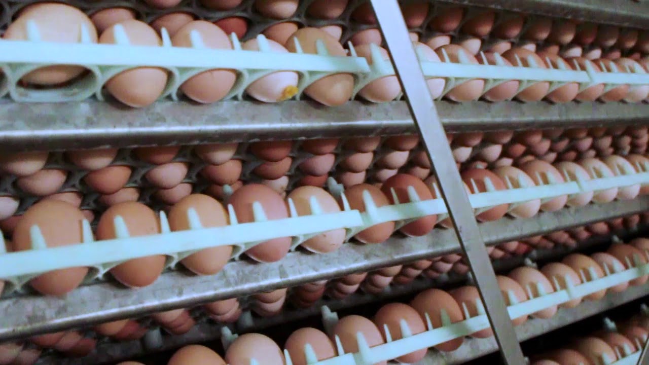 PT.Jatinom Unggas Perkasa (BREEDING AYAM KAMPUNG)
