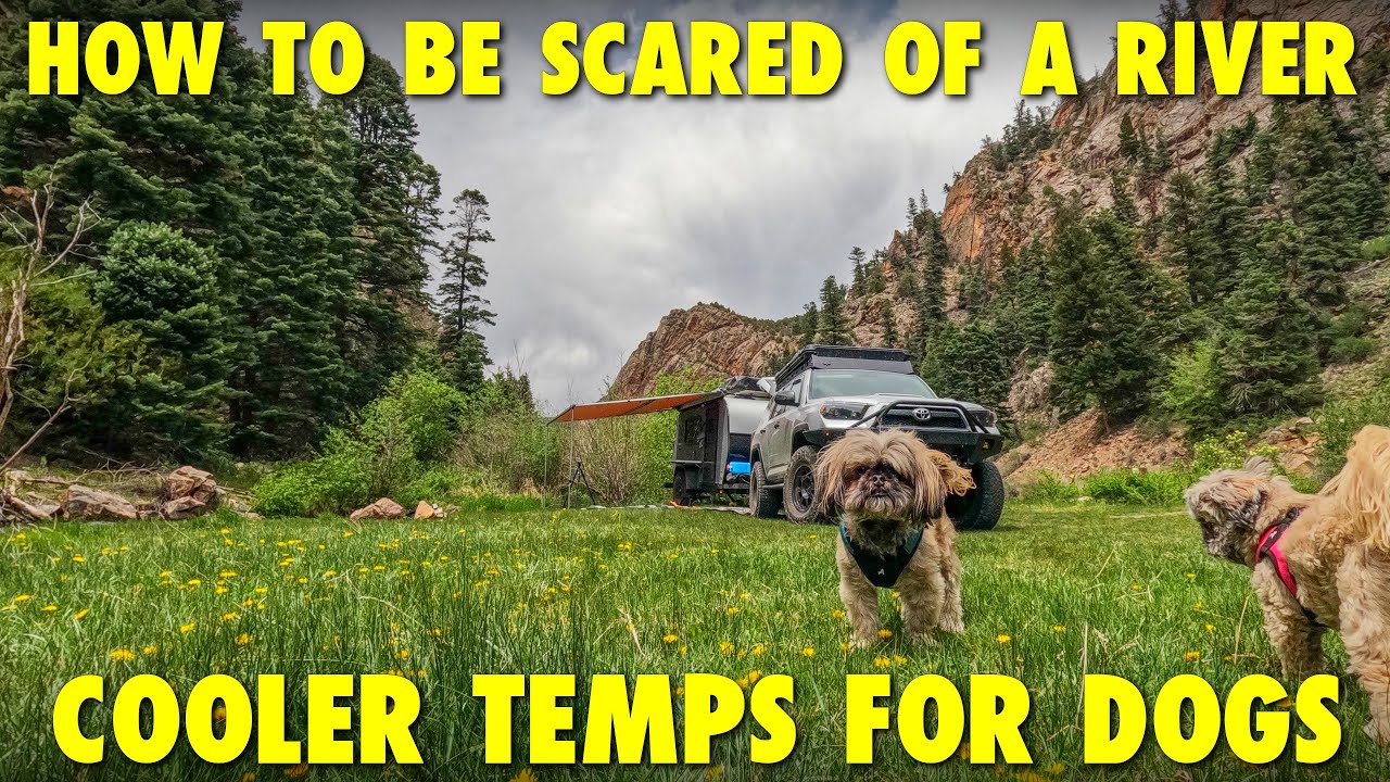 How To Be Scared Of A River - The Dog Dilemma