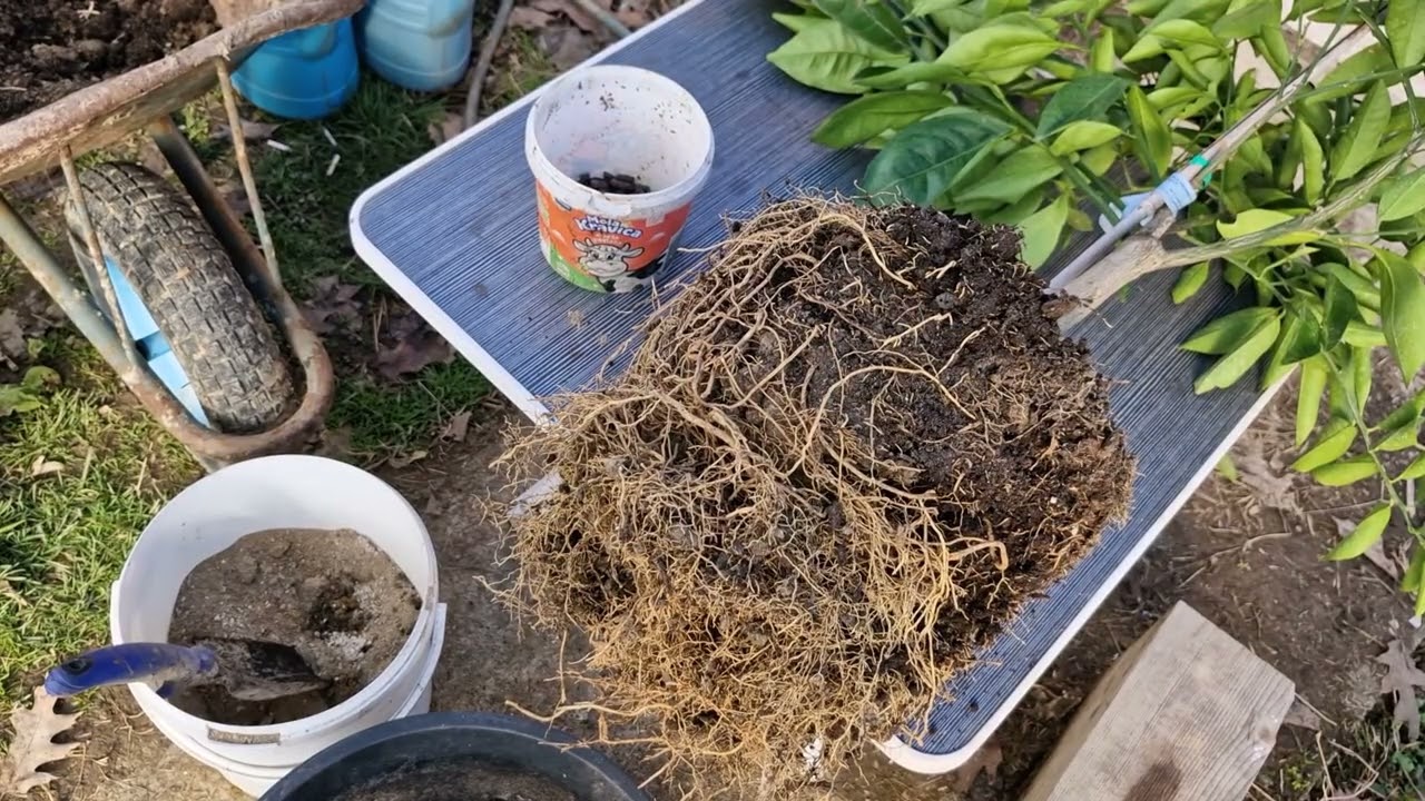 Na kraju svake zime djelom ili potpuno mijenjamo zemlju za bolji rod limuna, narandže,...