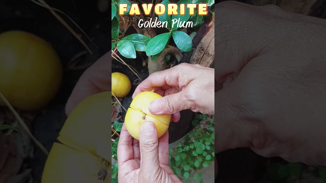 Trending and satisfying Golden Plum Fruits for you to share  #foryou #share #trending #facts #viral