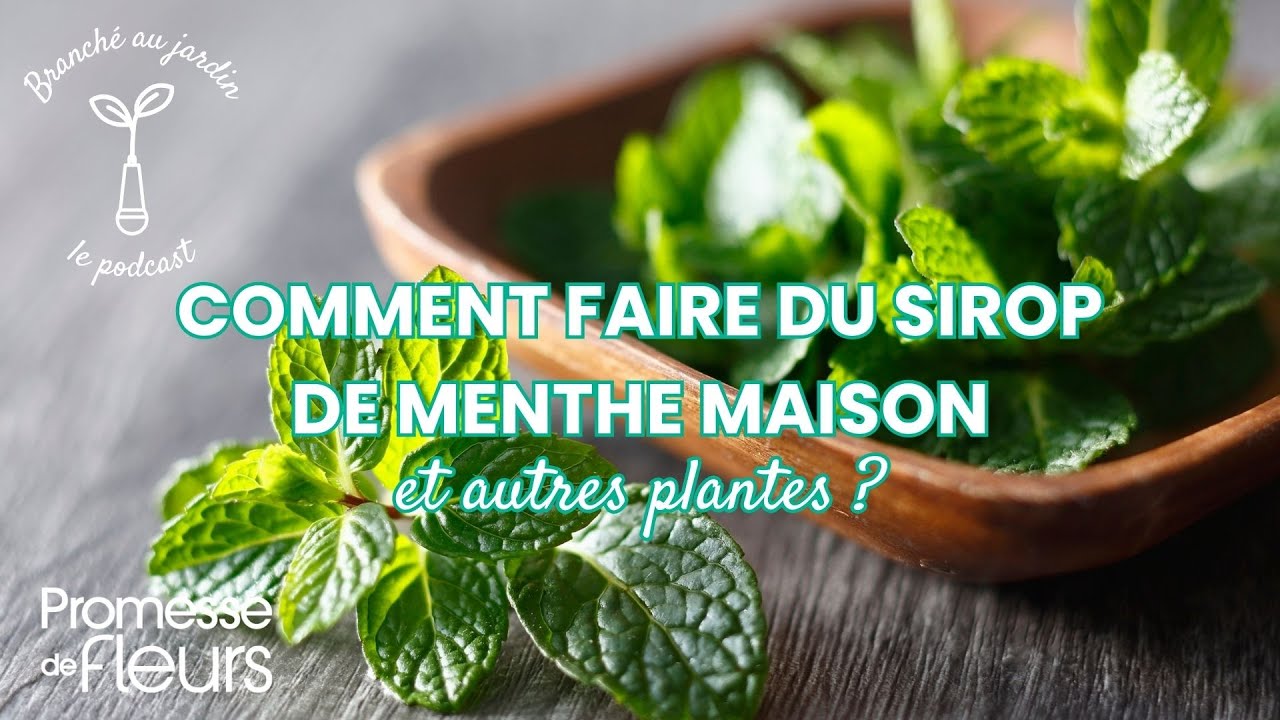Podcast Branché au jardin : Comment faire du sirop de menthe maison et autres plantes