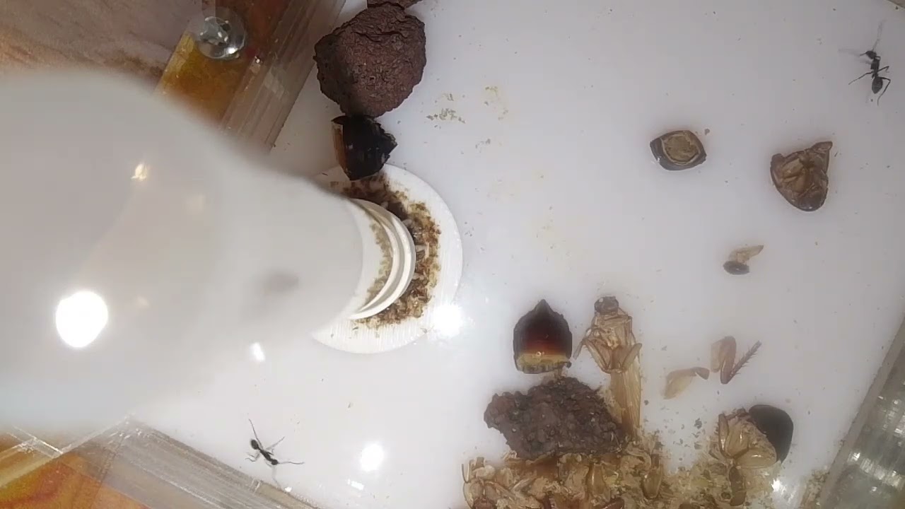 Camponotus parius 1/300+