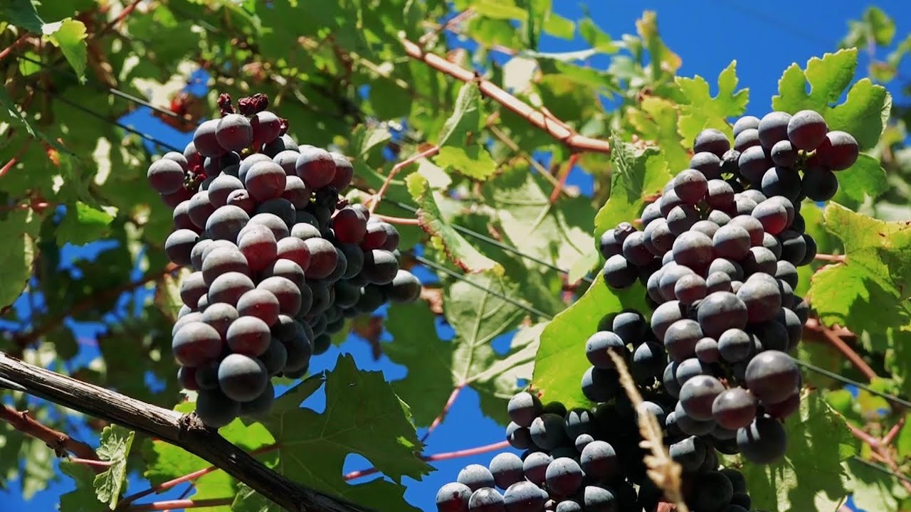 🍷 1 minuto in Valsesia – Il Nebbiolo di Gattinara