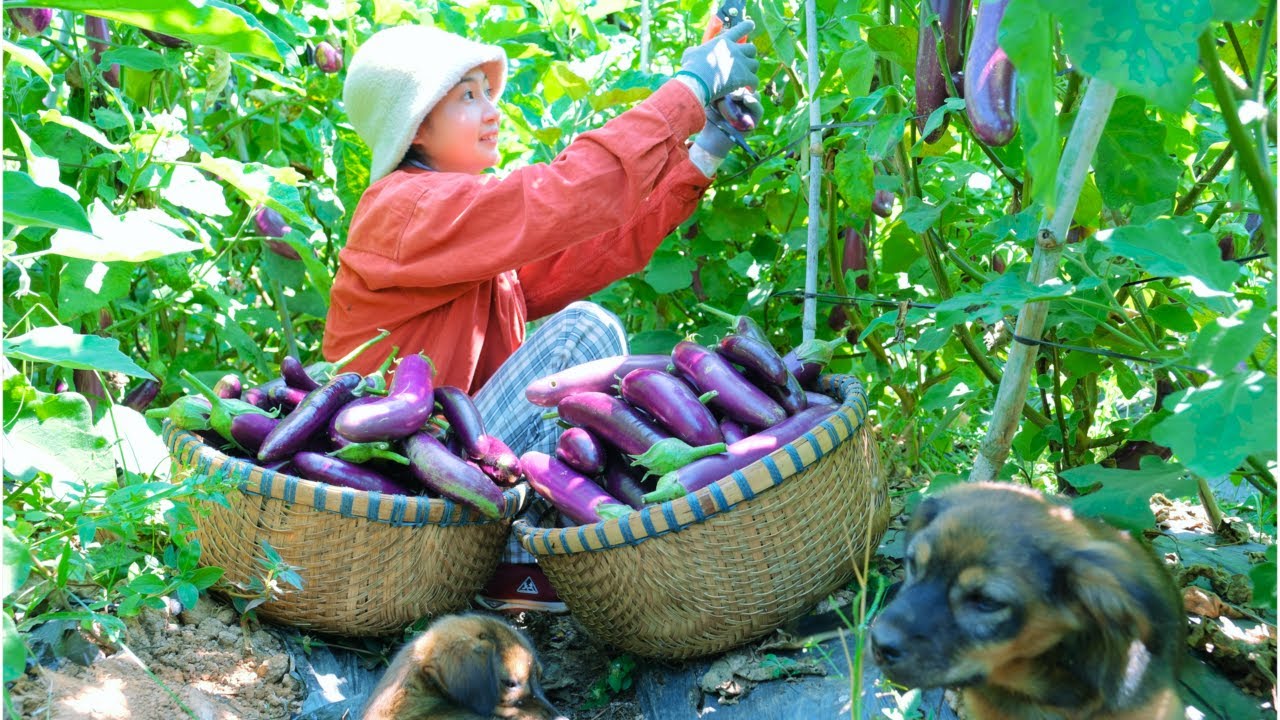 Harvesting Eggplant Garden Goes To Market Sell - Weeding, feeding the Chickens, Ducks, Daily Life