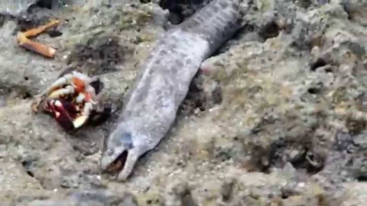 驚愕！陸上で捕食するウツボ