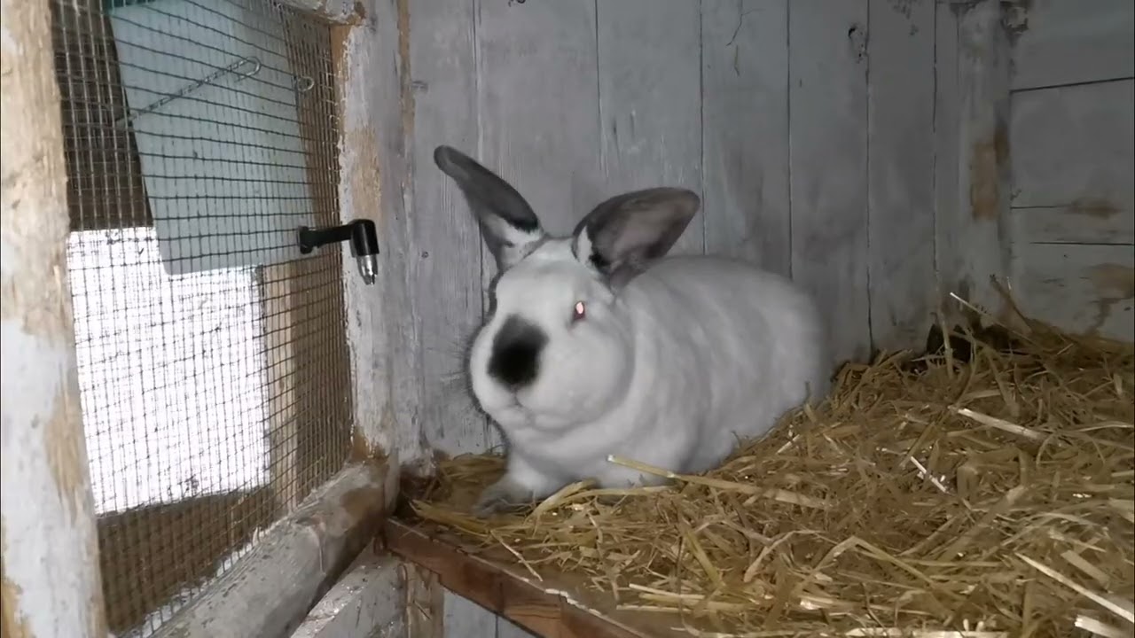 Dnešní komplikace u králíků a vážení králičat