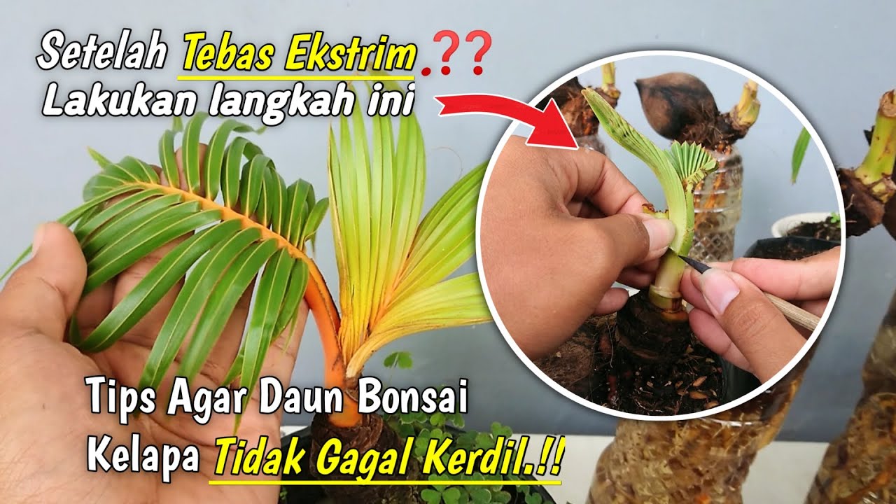 CARA MERAWAT BONSAI KELAPA SETELAH TEBAS EKSTRIM AGAR DAUN KECIL DAN KERDIL