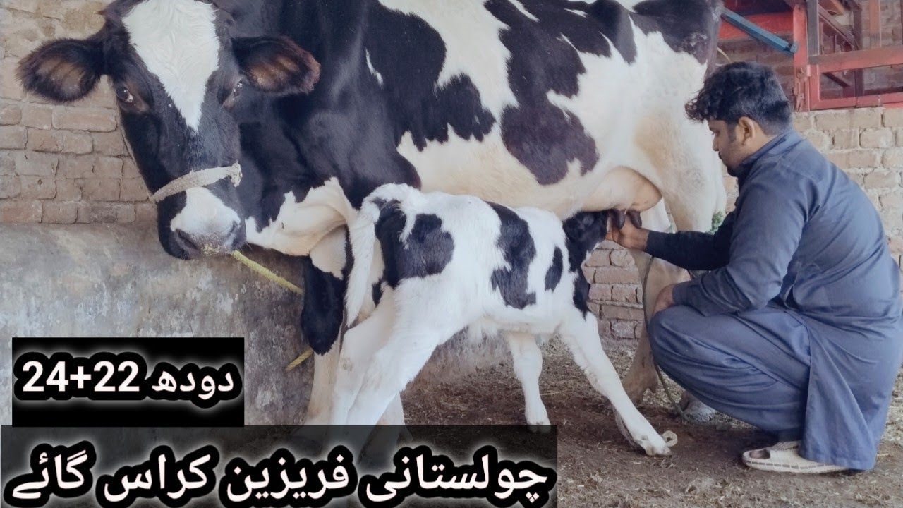 Cholastani Friesian chross for sale UK Animal Tv 