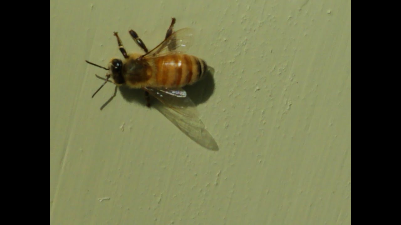 4 More Beekeeping Tools to Make you more Successful
