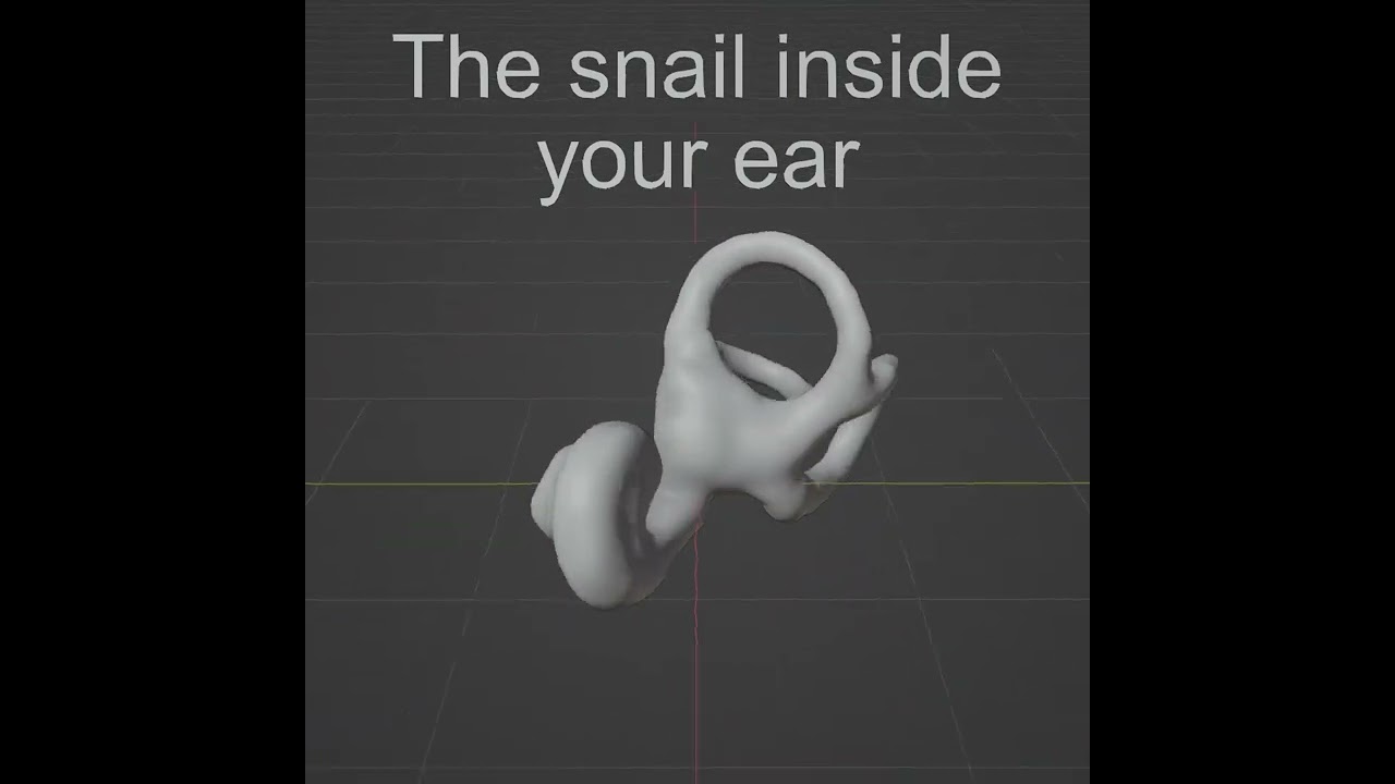 The snail inside your ear
