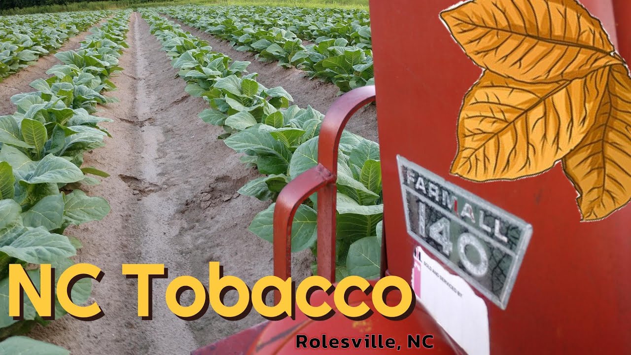 Cruising NC Tobacco | Rolesville, NC #farmall51 #Tobacco #ncagriculture