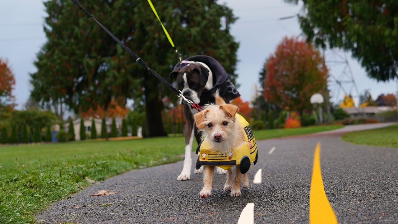 When to Stop for a School Bus (with Dogs)