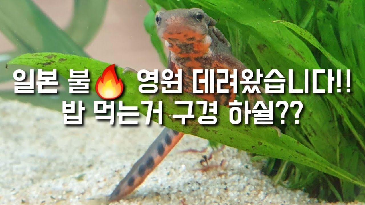 박람회에서 데려온 두번째 동물! 일본 파이어벨리 뉴트 밥먹이기!