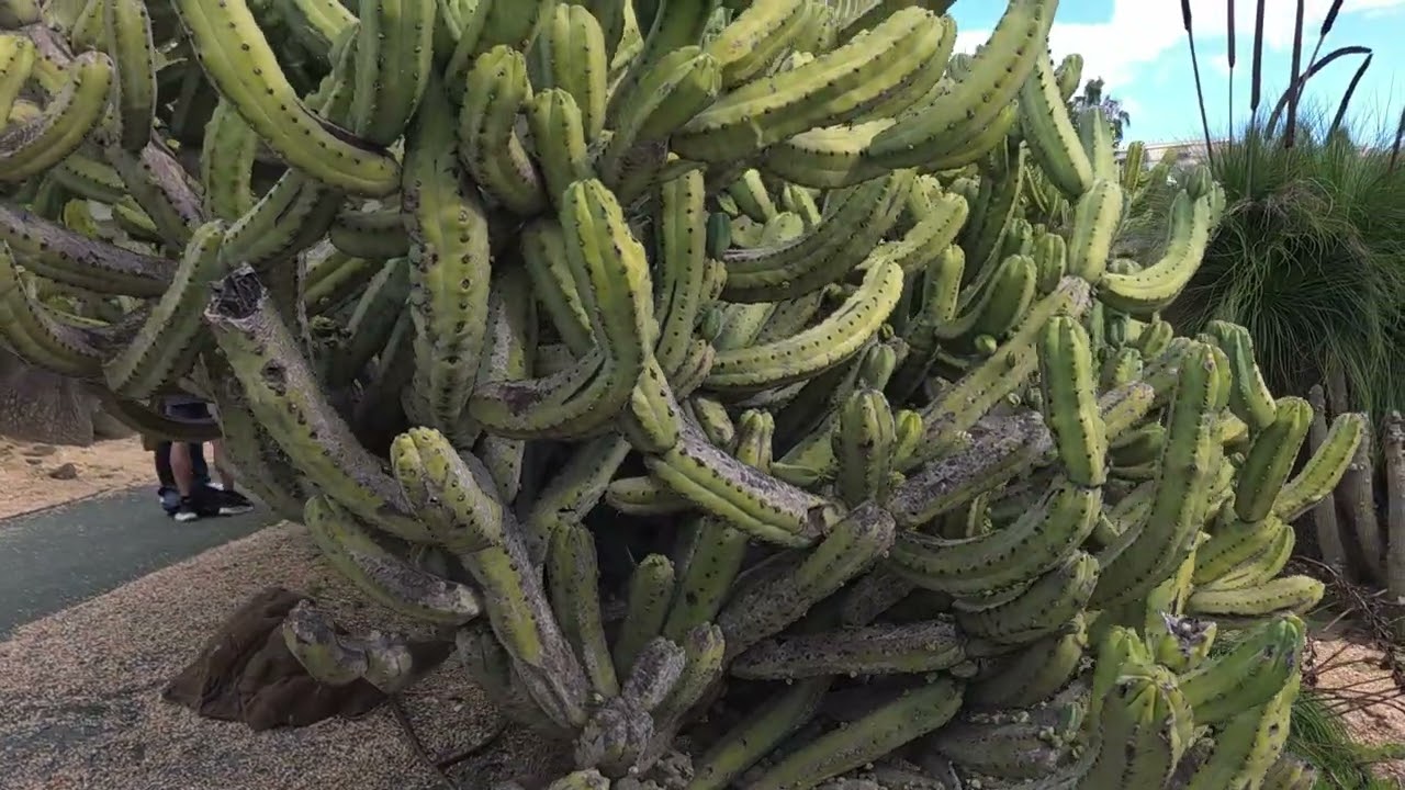 Cacti in the Parque de Paloma, Benalmadena