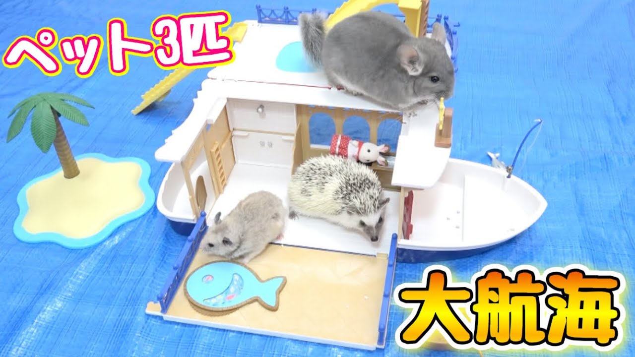 ペット3匹に船買ってあげて大航海してみた！