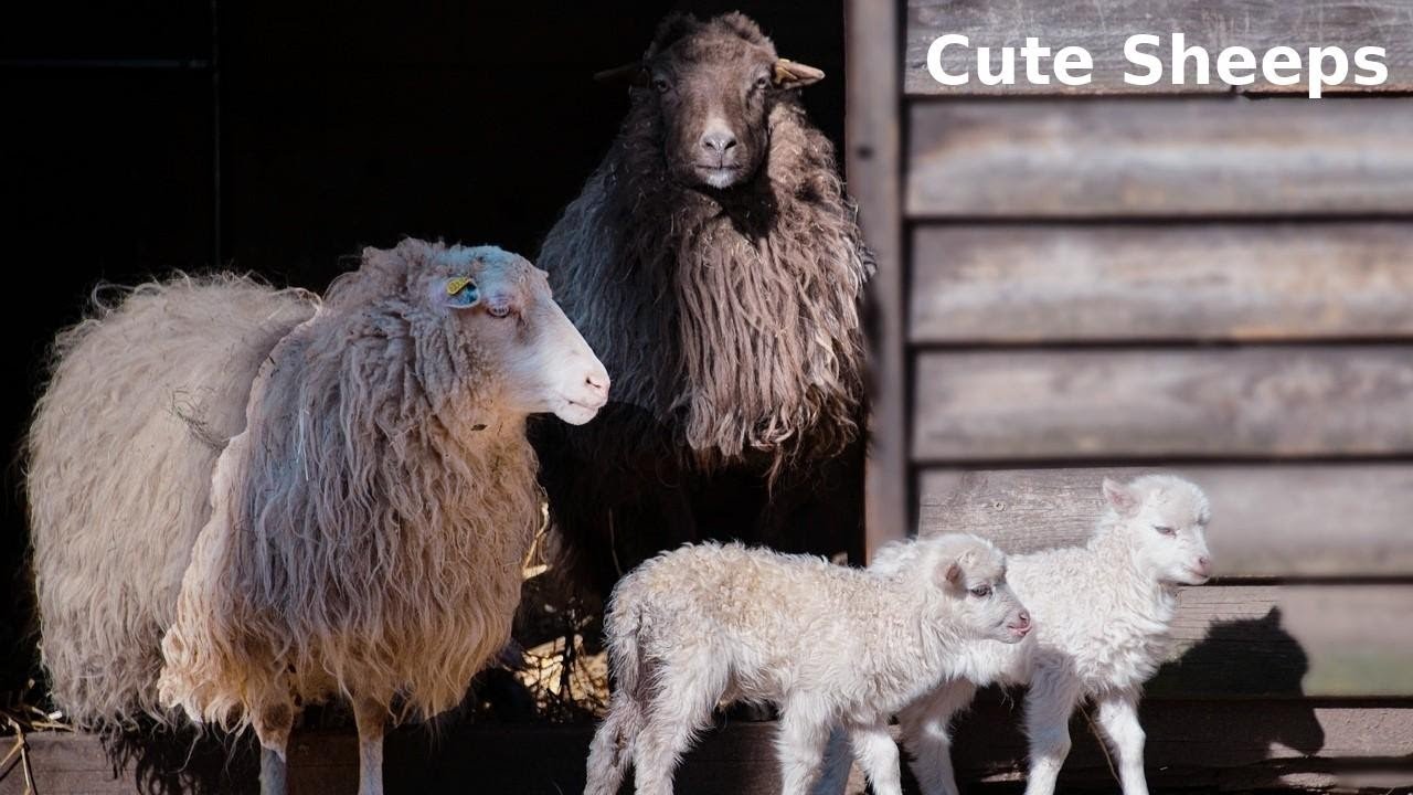 15 Minutes of Hilarious Sheep Antics: Try Not to Laugh!