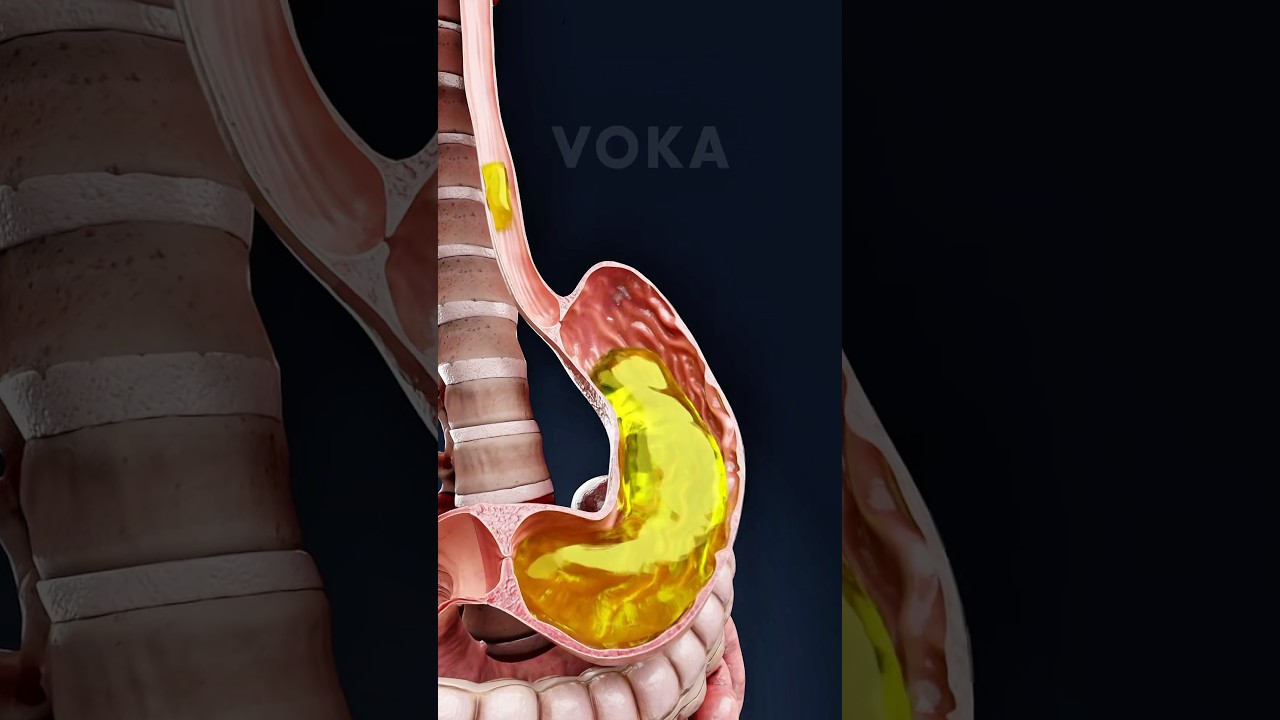 &iquest;Qu&eacute; sucede en tu cuerpo cuando VOMITAS? 🤢 Explicado en 3D