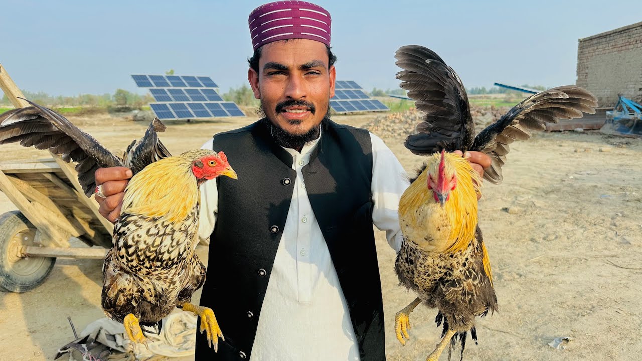 Desi Murgha Banany Ka Tarika Ghani Bhira Se Seekh Len 🤪 