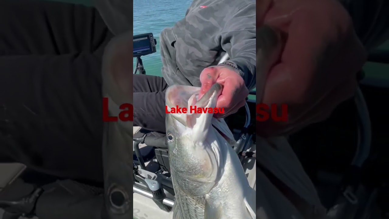 Giant Kayak Striped Bass! 😳 