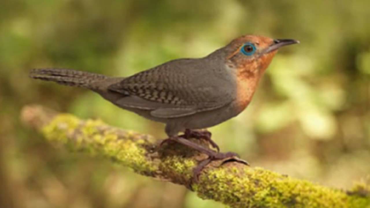 The Sing of Birds -  O Cantar dos Pássaros