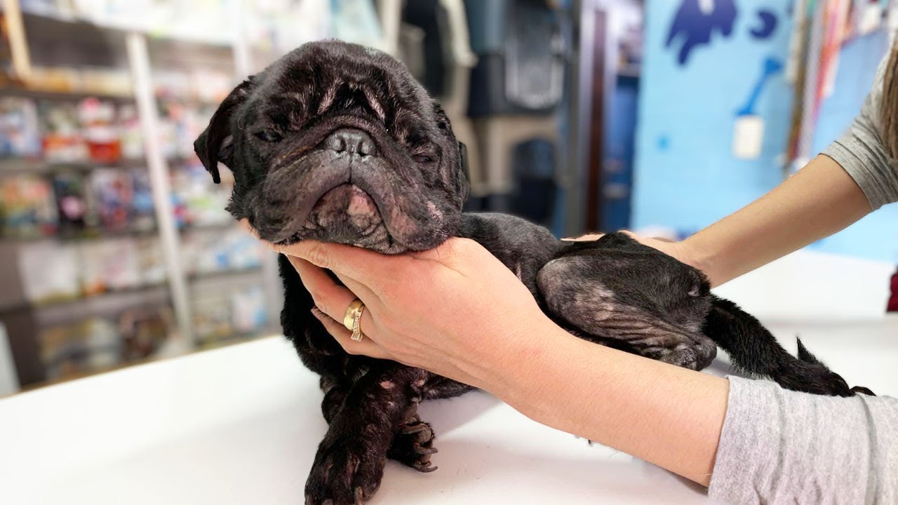 Locked in a cramped cage all his life, the exhausted dog cried for help on the road