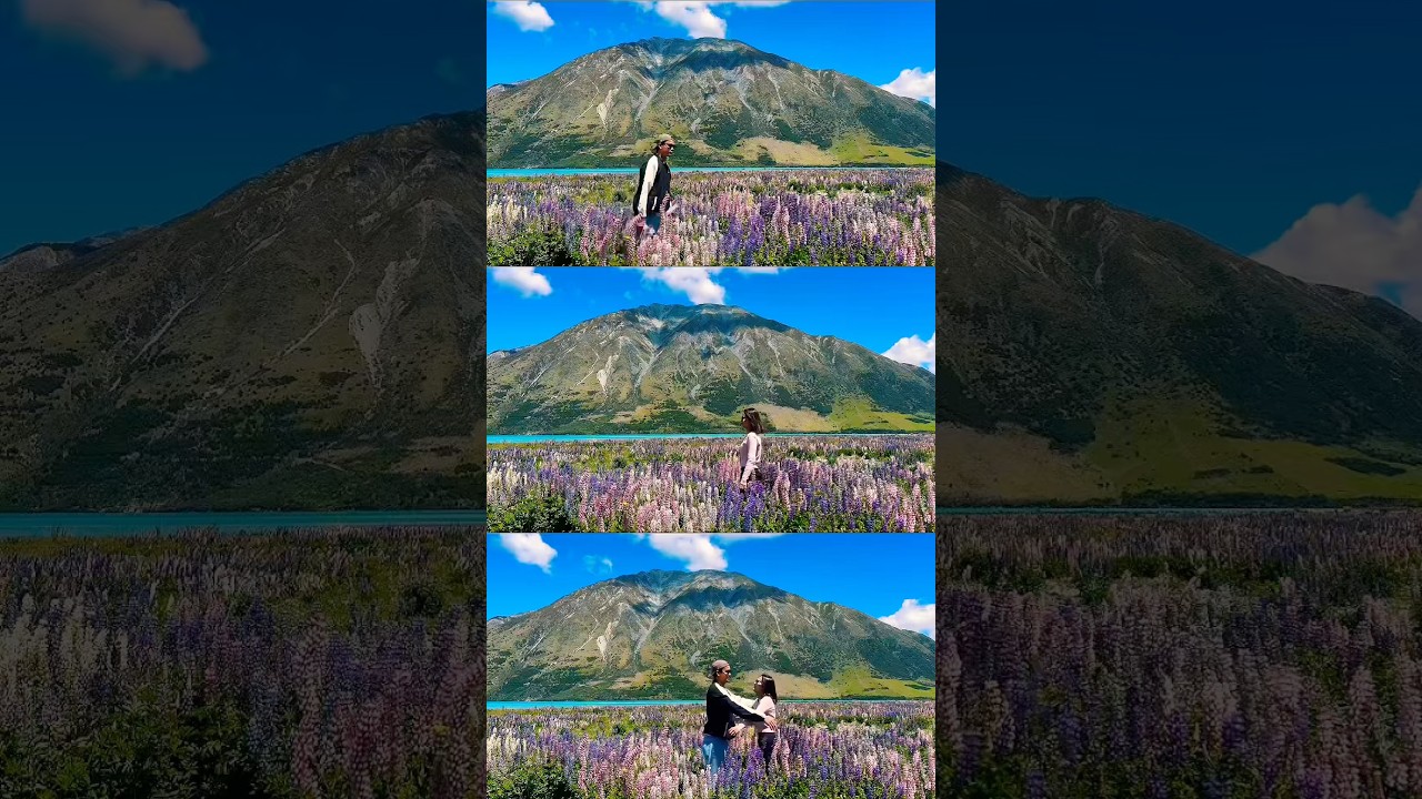 Lupins Season in New Zealand