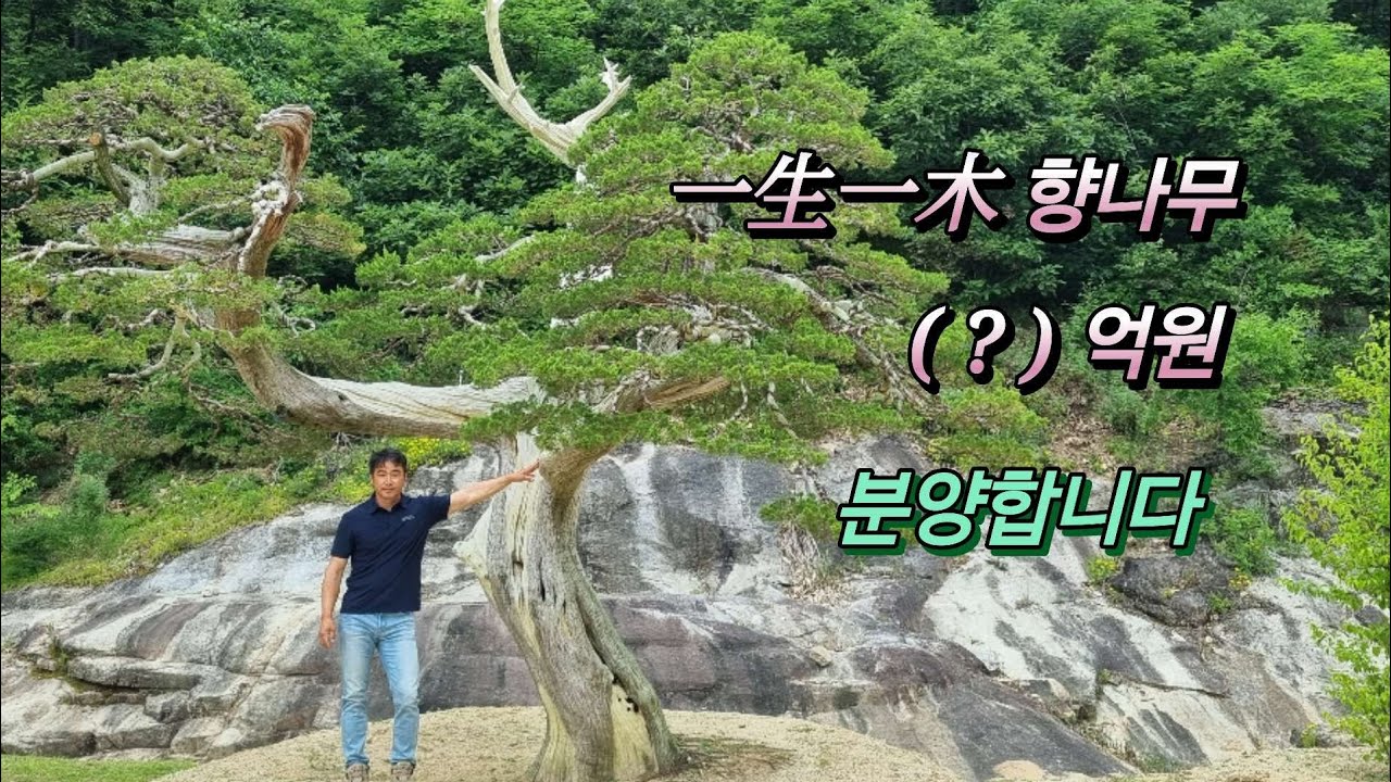 464번 #향나무 ♤위탁종료♤一生一木  향나무 #특수목