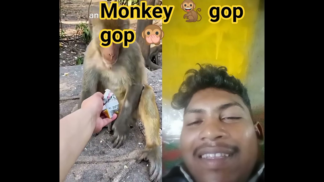 #monkey#Gogo🙊 Gogo#funny#comey😺 #funny#funnyvideos 🐒🐒🐒🐒