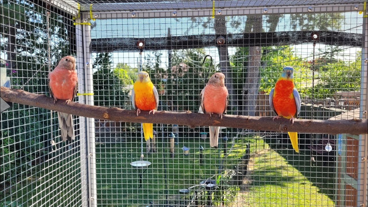 Outdoor Aviary Fun with Turquoisine and Bourke Parakeets