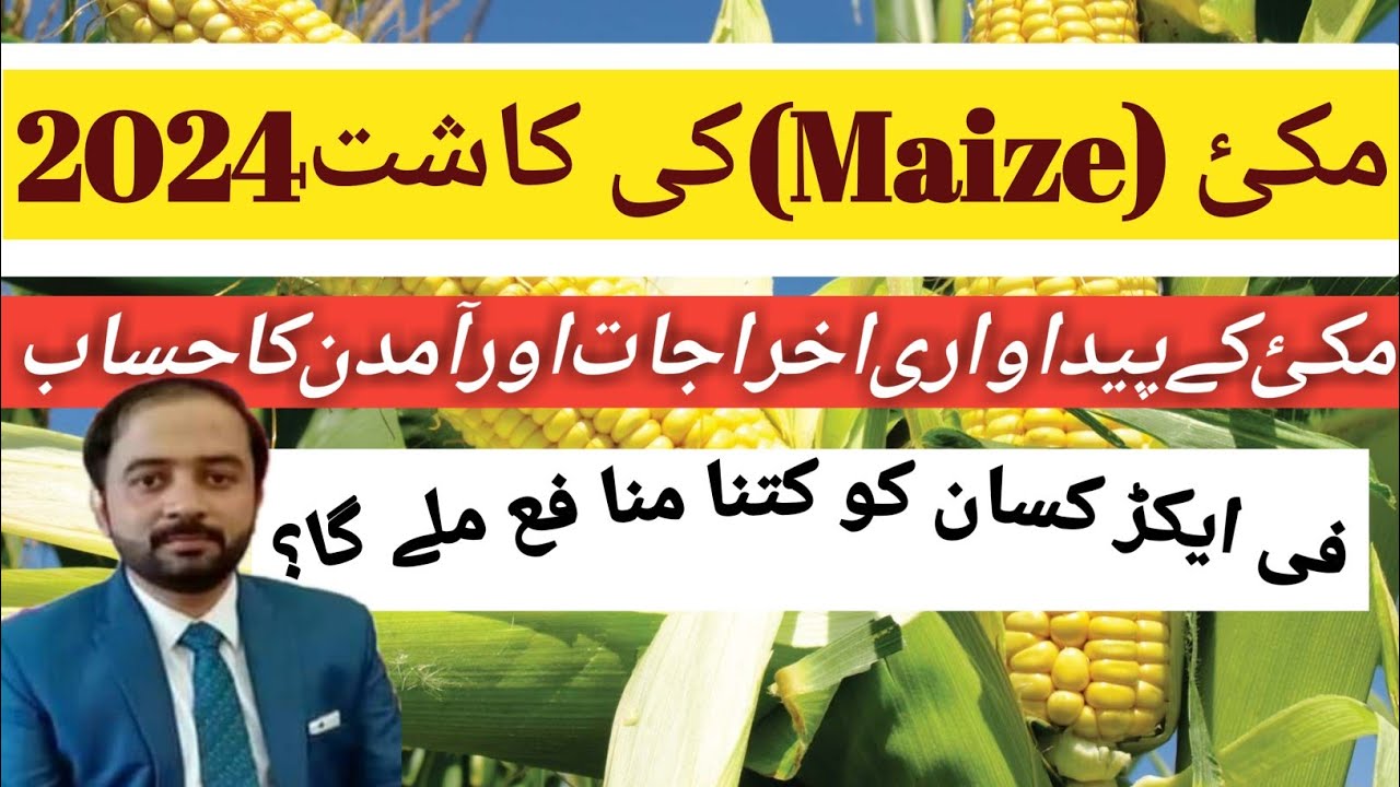 Maize Crop 2024|Maize crop per acre expenses and profit|Maize crop production per Acre in pakistan
