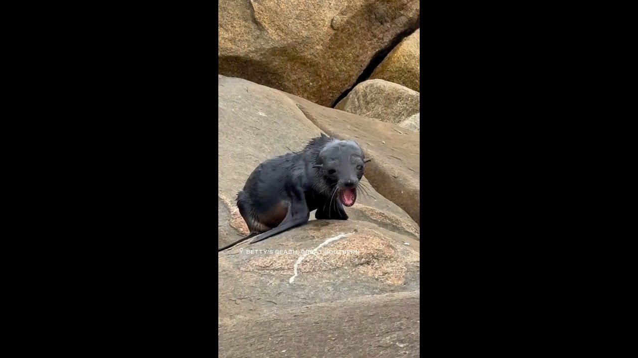 Fur Seal Pup wakes up in the Great Southern