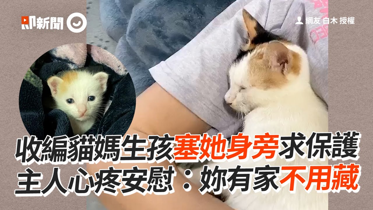 收編貓媽生孩塞她身旁求保護　主人心疼安慰：妳有家不用藏│寵物│貓咪｜猫｜ねこ│Pet│Cat│Kitten