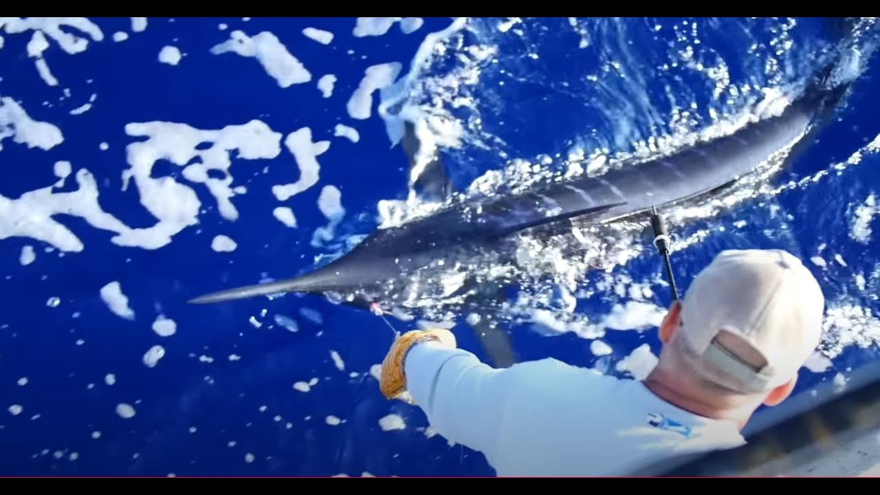 Kona Marlin Fishing! | Chasing Granders w/ Capt. Chris Donato! | Marlin Techniques! (Part 1 of 2)