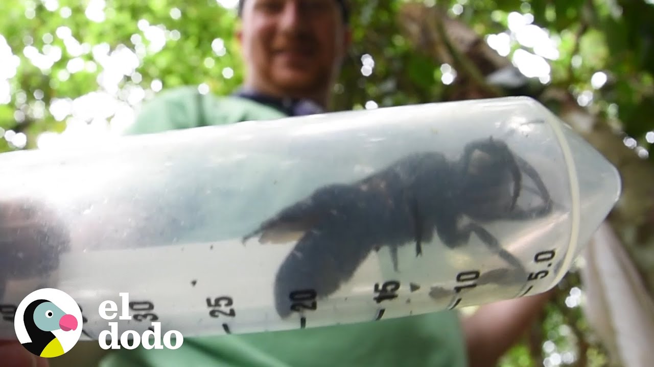 Abeja más grande del mundo es vista por primera vez en 40 años | El Dodo