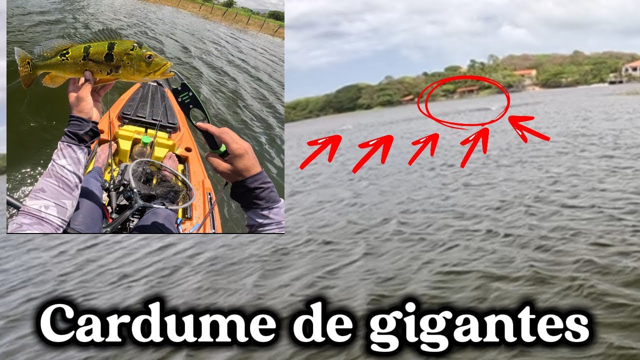 Nunca Vi Isso! Tucunarés Monstruosos Atacando Igual Loucos!💥💥