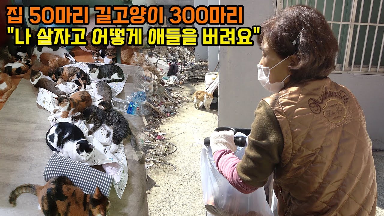 19년간 길고양이 돌보다 개인파산 2번한 고양이 엄마