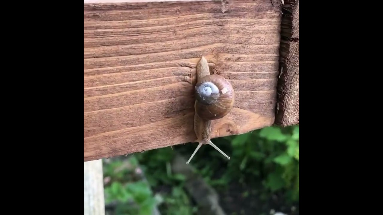Schnecken im Garten 