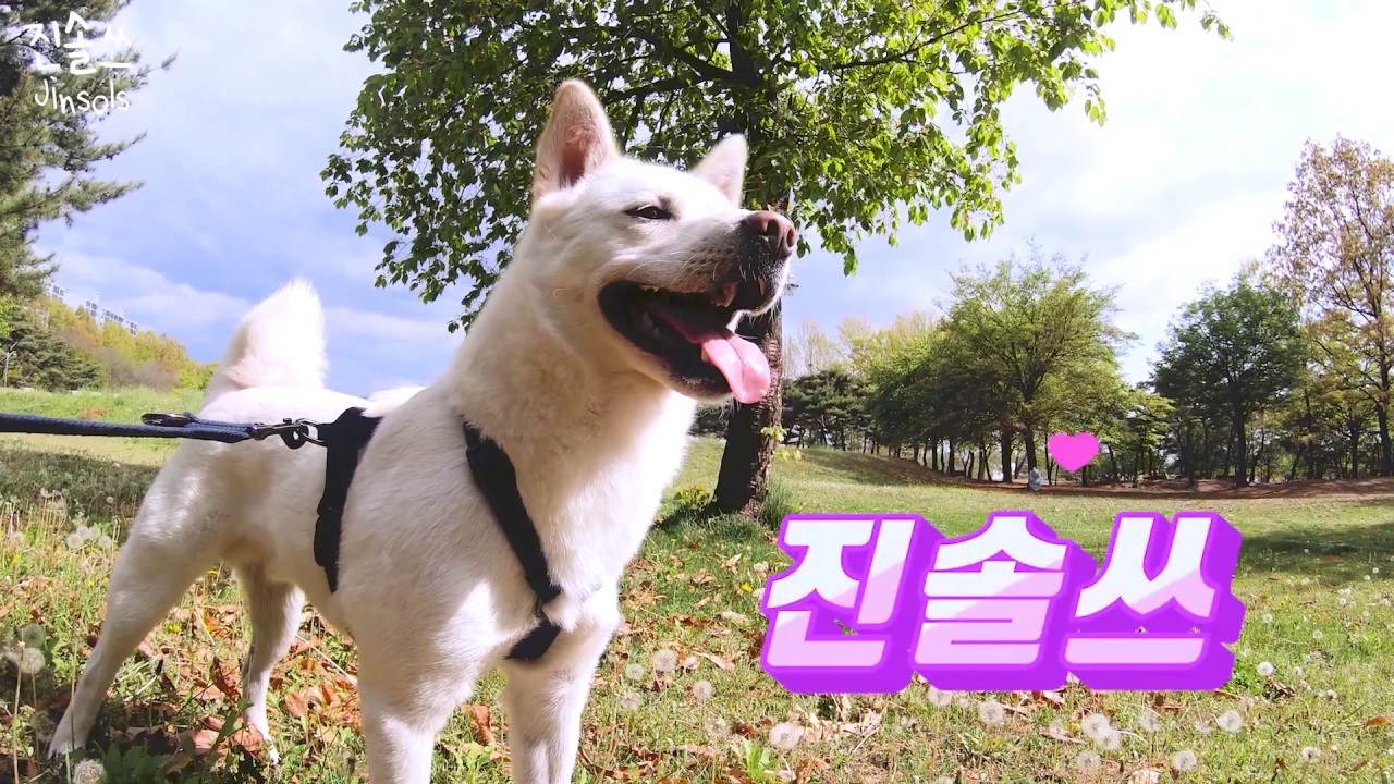 Eng) 히히 진솔이 첫번째 동영상이에요 ㅣIt's Jinsol's first video