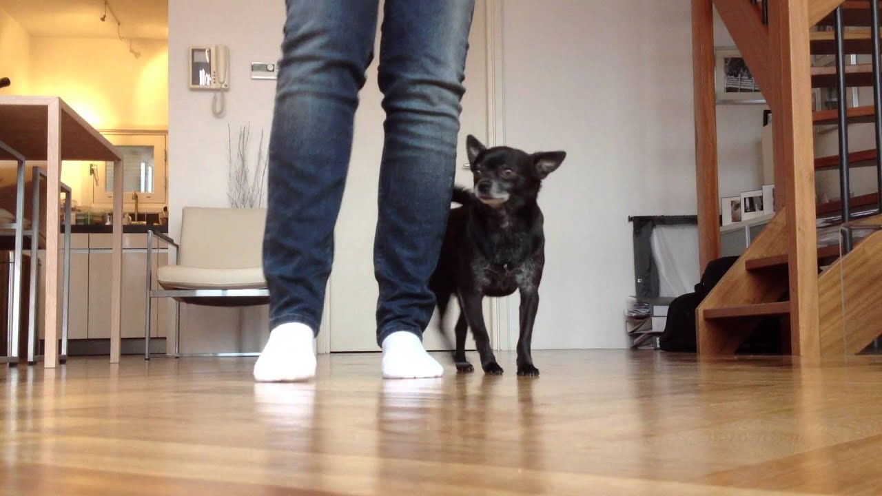 Chihuahua Meeru's Top 10 Tricks!