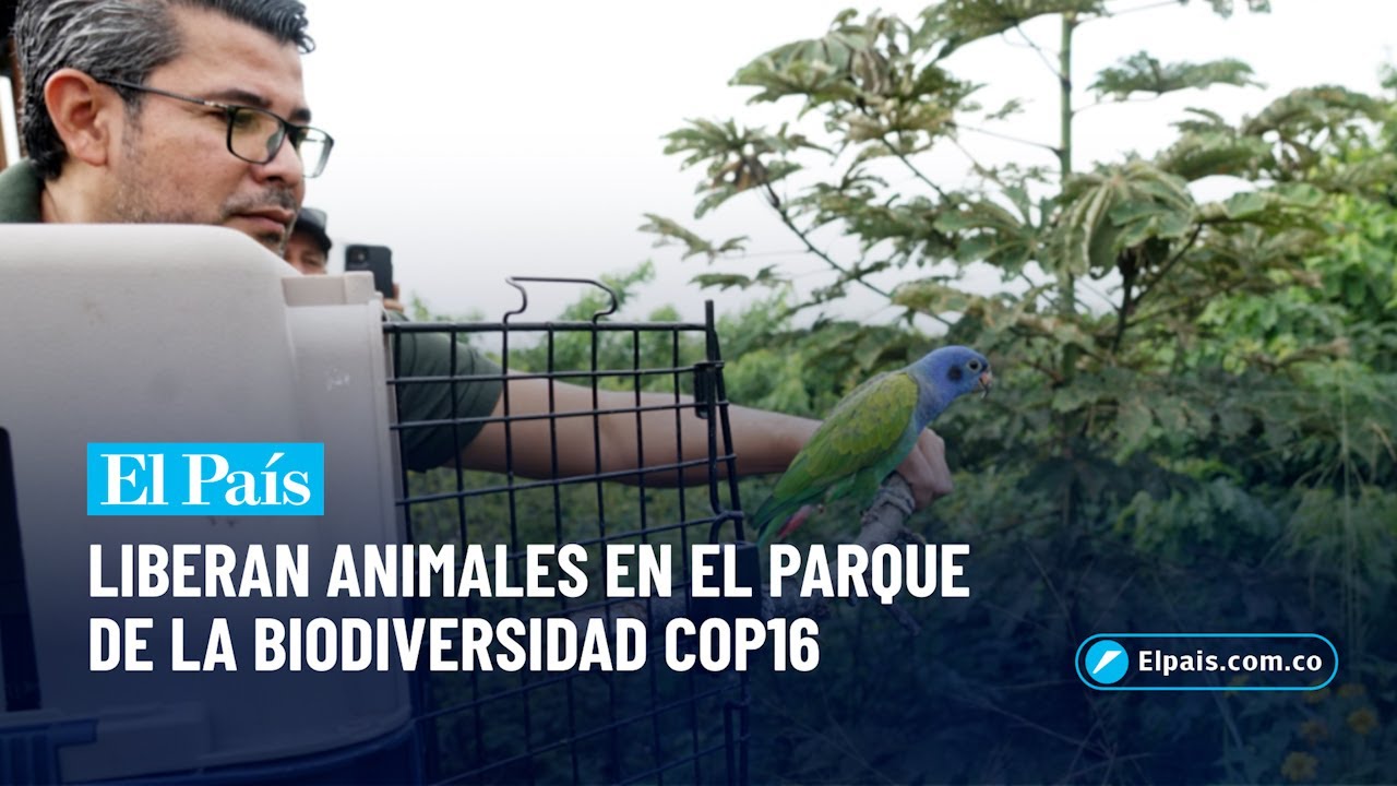 Zarigüeyas, loros y hasta una serpiente fueron liberadas en el Parque de la Biodiversidad COP16
