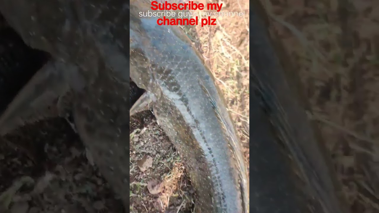 big size #sneaked catching #murrel fish green frog 🐸 catching#short #video