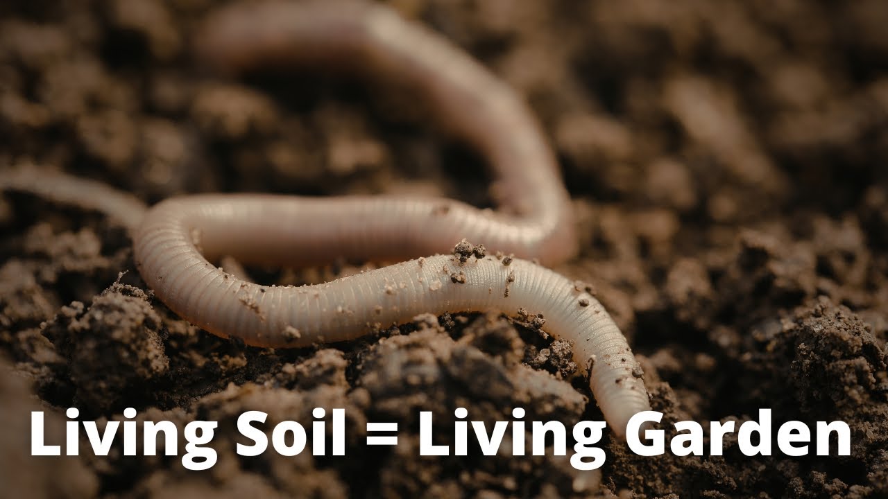 3 Steps to achieve LIVING SOIL in your Garden!