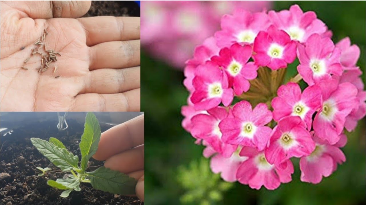 Grow Verbena with me🌿beautiful winter flowering plant