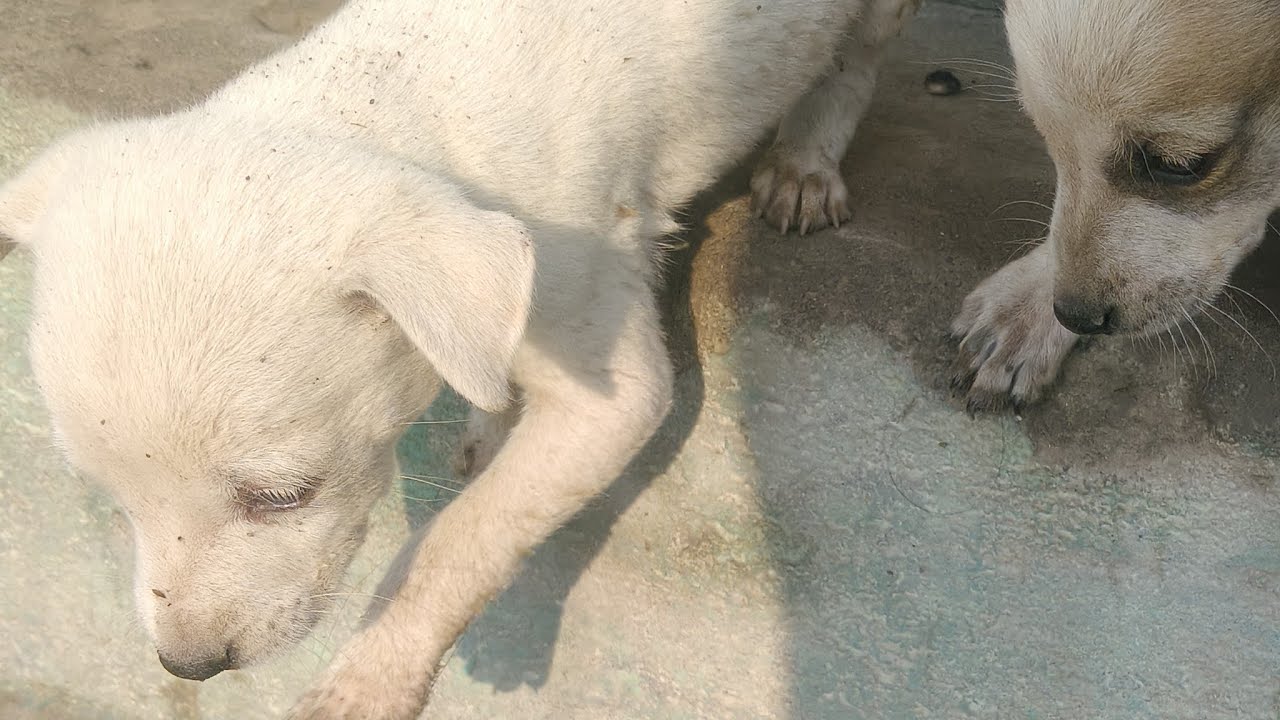 🥰 Dog lover ‼️ live streaming #dog