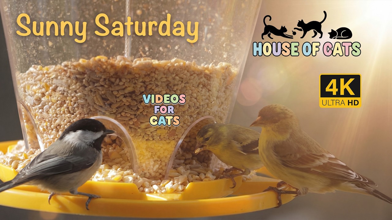 Cat TV for Cats 🐱4K 🐿️ | Birds Chipmunks Stellar Jays Squirrels Enjoying the Sunny Day