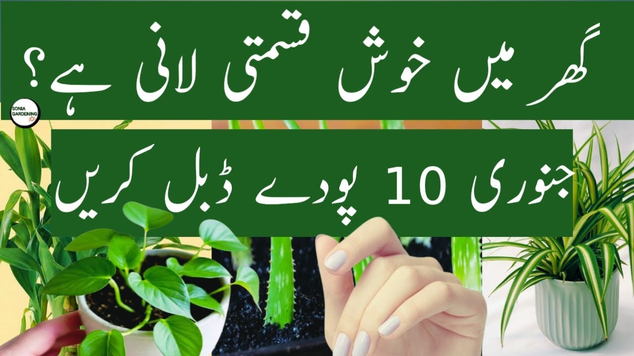 10 Best Plants Propagation in January at Home