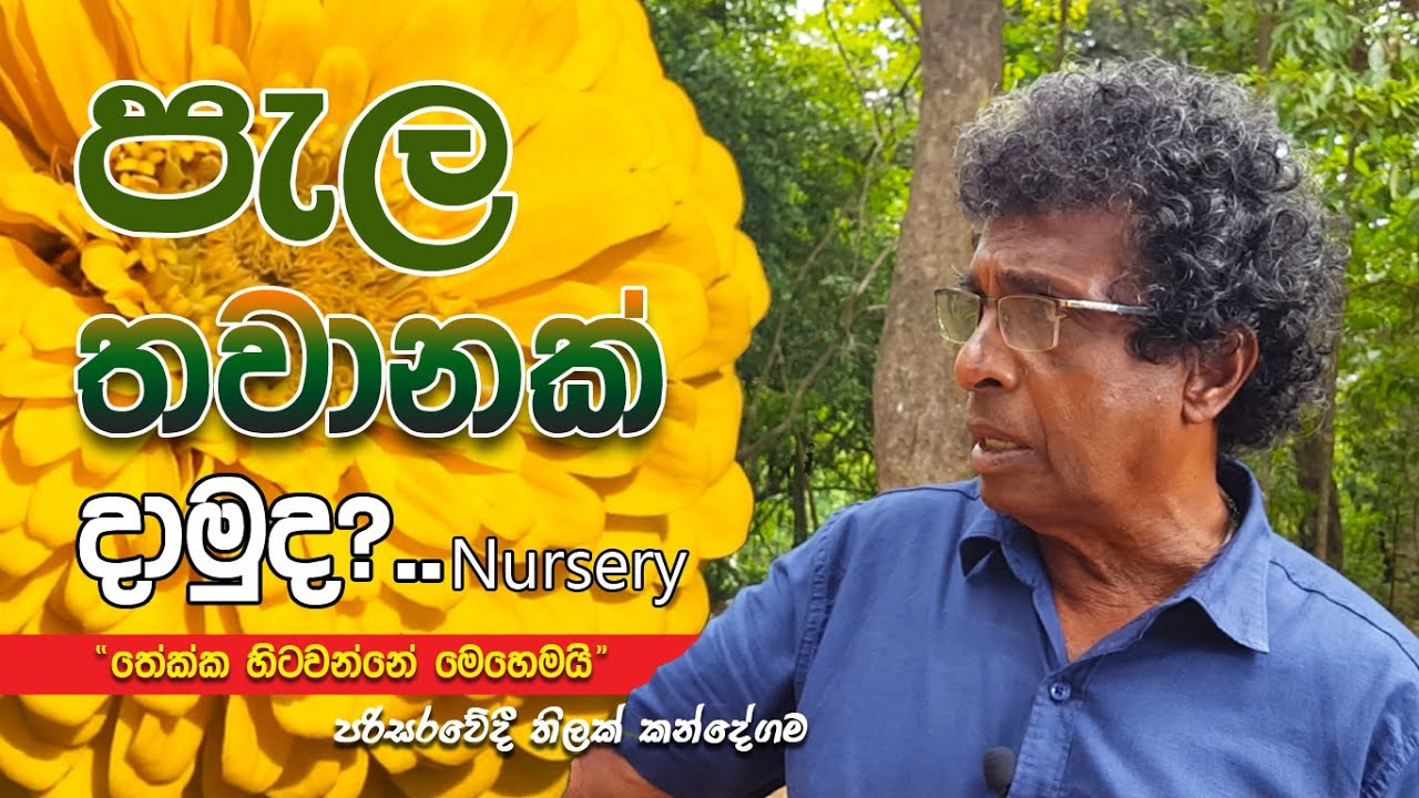 පැල තවානක් දාමුද? - තිලක් කන්දේගම / Plant Nursery Tips - Sri Lanka