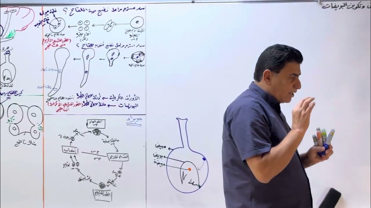 الفصل الثالث /التكاثر /المحاضرة 13/الدورة الإلكترونية الخاصة/2025 المبيض وتكوين البويضات