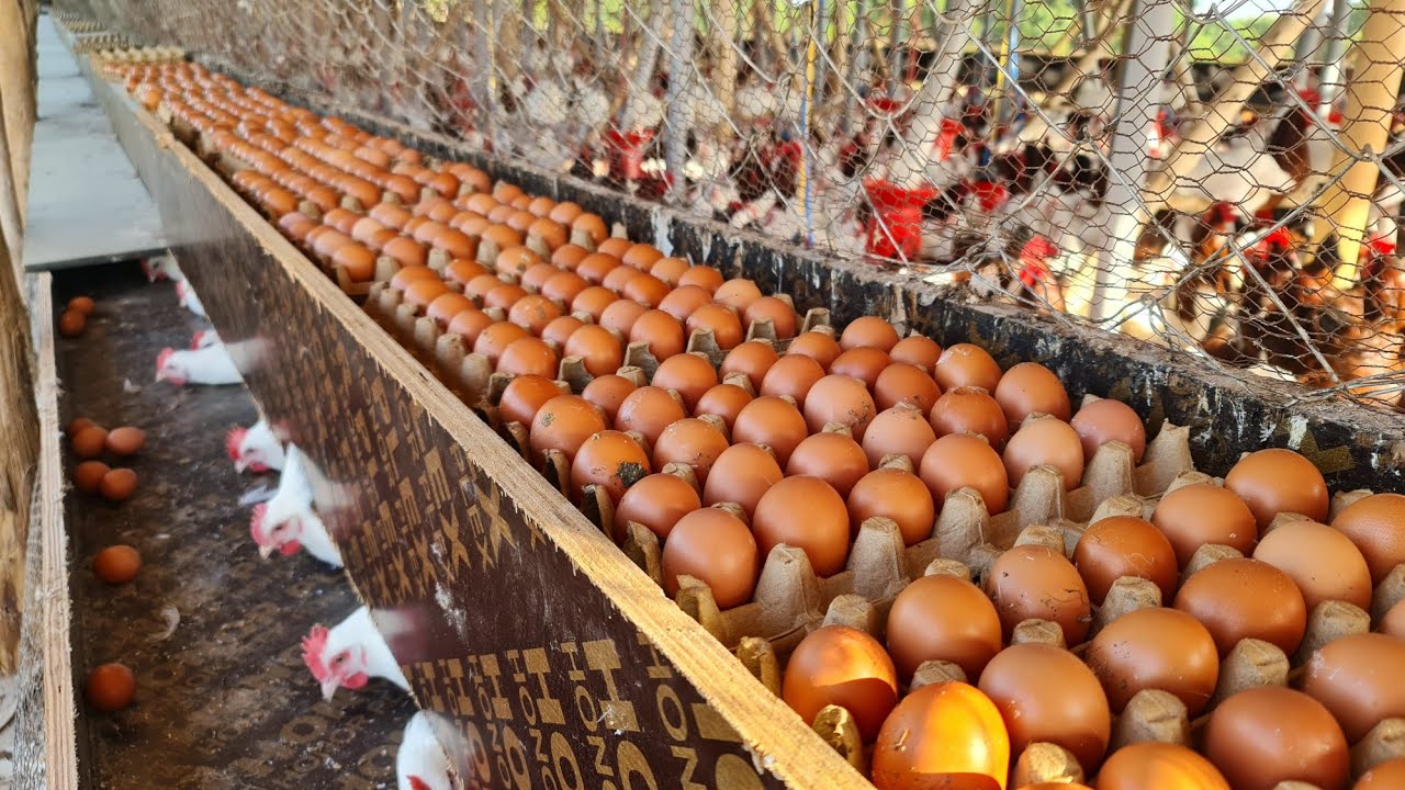 Collecting THOUSANDS of Chicken Eggs from our SUPERB Laying Boxes