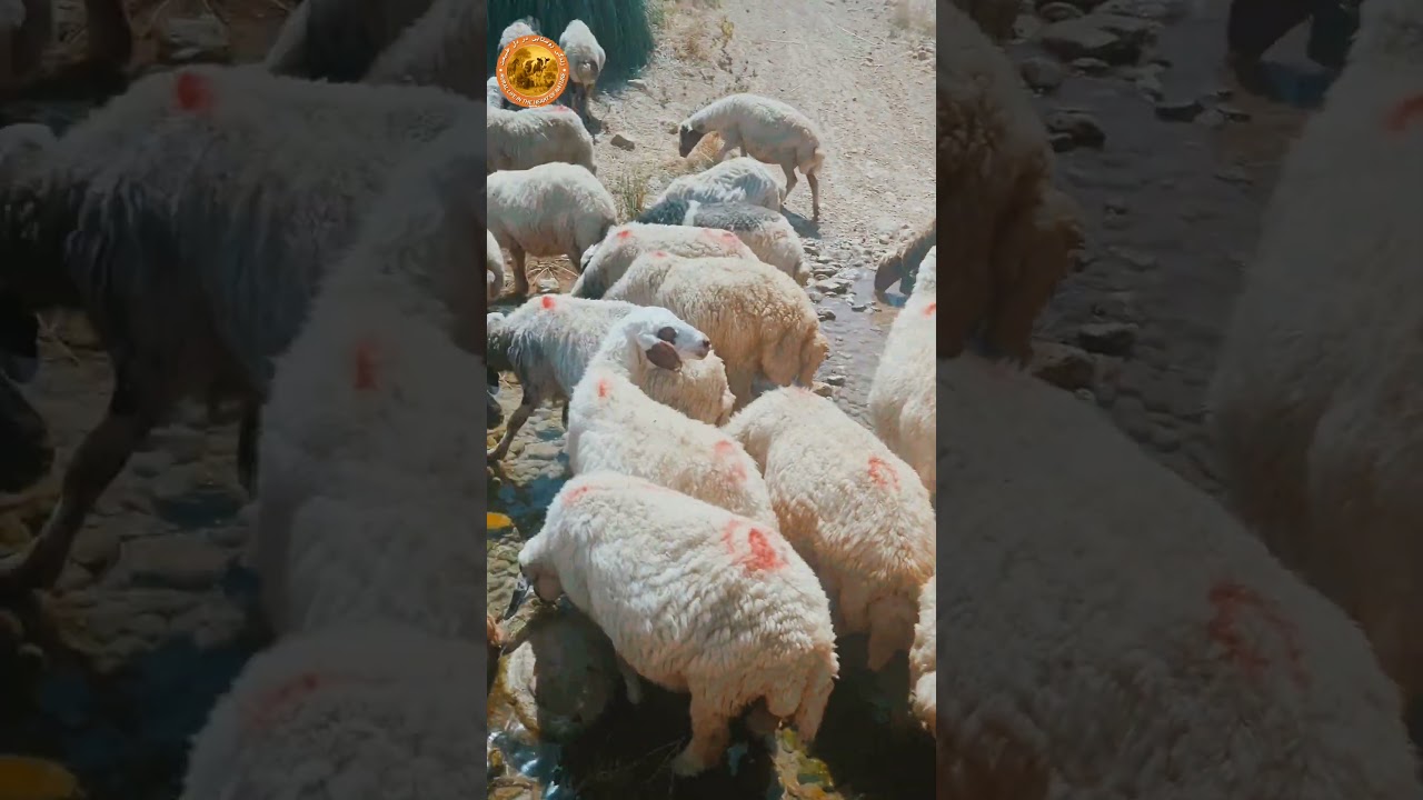 Sheep drinking from a quiet river 🐑💧 | peaceful nature